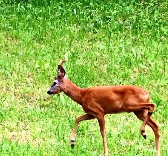 Dimora Grotta Azzurra Pensjonat 3*